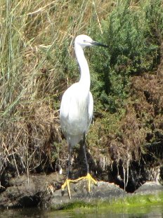 aigrette garzette